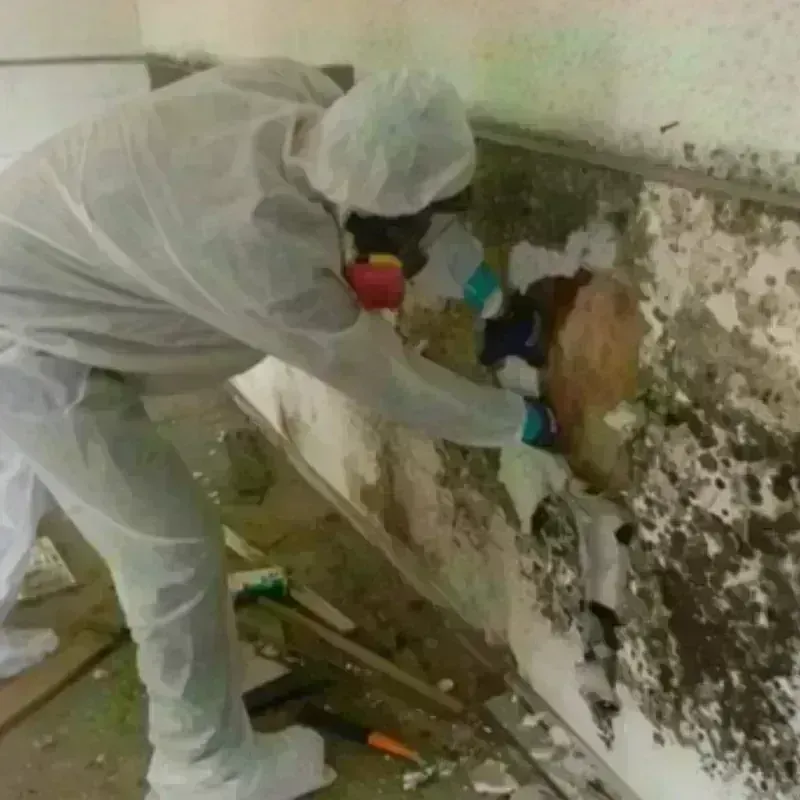 Mold Remediation and Removal in Newtown, PA